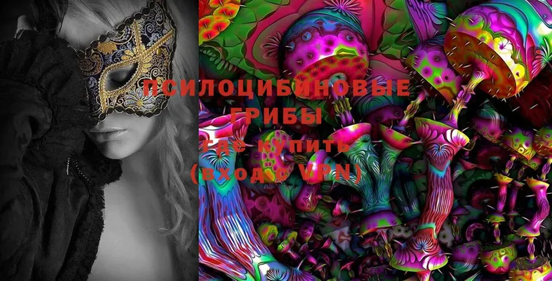 где найти   Бабушкин  Галлюциногенные грибы Psilocybe 